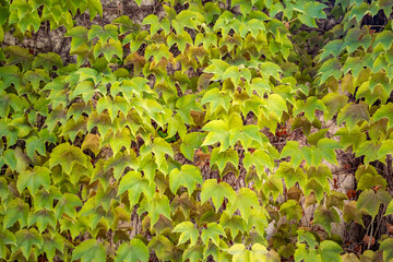 Greenery. Sunny summer day view from the botanical garden called Giardino Botanico La Cutura S.r.l., Contrada Cutura, Giuggianello LE, region of Lecce, Italy