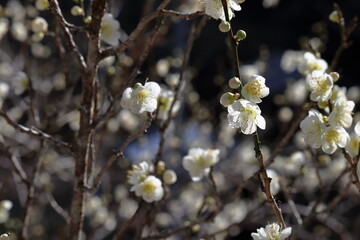 白梅　百花の魁　（高知県　高知市　嫁石）
