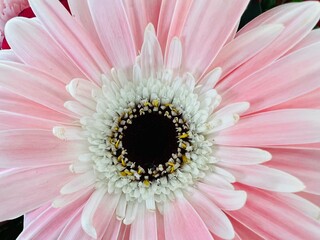 pink gerber daisy