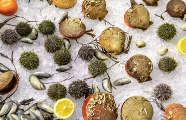 Assorted fresh raw seafoods (Oyster, Sea Urchin, Mussels and Scallops) on ice at the fish market. Fresh clams snd shellfish background top view.