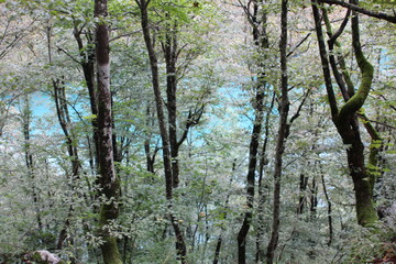 lake behind trees 