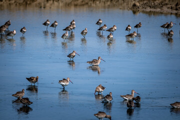 Group of Eastern Black-tailed Godwit(Limosa melanuroides) in nature of Thailand