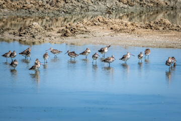 Group of Eastern Black-tailed Godwit(Limosa melanuroides) in nature of Thailand