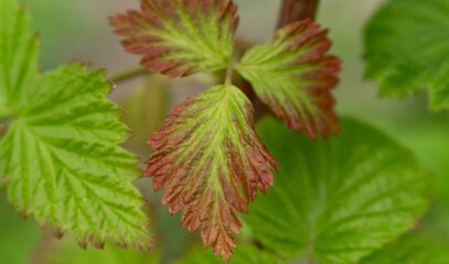 raspberry leaf