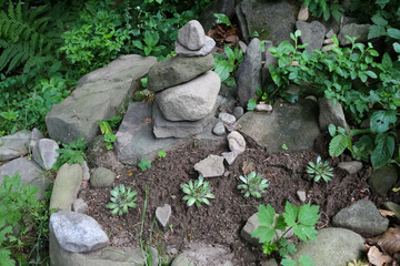 flowerbed with succulents