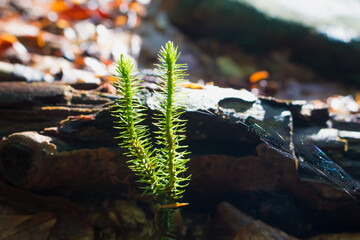club moss plant
