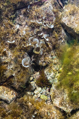 Under the sea by the shore, beautiful sea plants