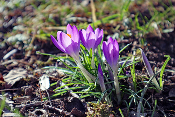 Lila Krokusse