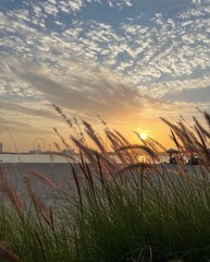 Fototapeta premium wheat field at sunset