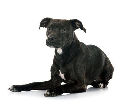 staffordshire bull terrier bastard