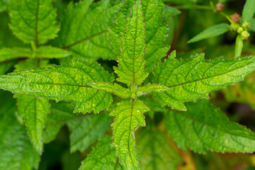 Green leaves for natural background, backdrop and wallpaper