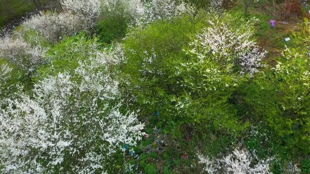 Aerial photo from a drone copter to a toxic waste dump in the city. Amid this ecological disaster, cherry plum and blackthorn bushes blossomed in the spring, creating a contrast between life and death
