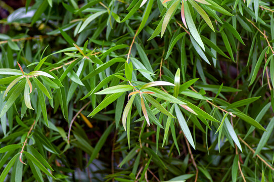 Green leaf buds of  Cajuput leaves (Melaleuca cajuputi), in shallow focus