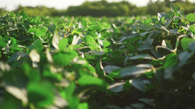 soybean soy field of green plants a general plan nature agriculture sunlight. organic farming. agriculture plantation business farm concept. soy vegetable healthy food agriculture