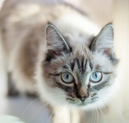 Portrait of a large multi colored cat looking into the camera at home. The concept of love for mongrel animals.