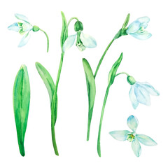Fototapeta na wymiar Set of watercolor spring flowers, snowdrops