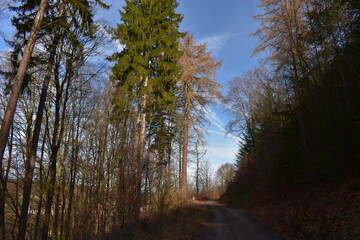 Wald