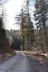 Wald