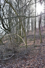 Wald