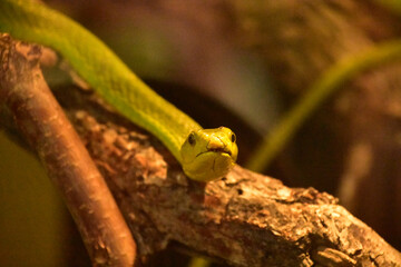 Dangerous Green Mamba Snake Ready To Strike
