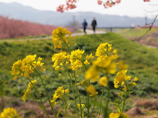 菜の花と函南桜