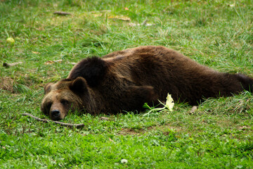 Sleeping Brown Bear