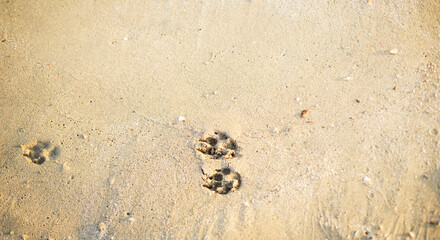 Dog tracks in the sand. Beach. Animals.