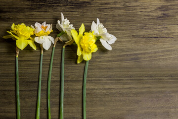 Fresh spring bouquet of daffodils. Yellow and white daffodils on a wooden background.