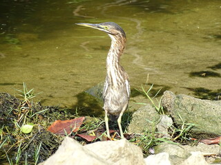 grey heron ardea cinerea