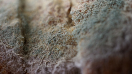 Macro shot of old bread with mold in gree and white colors