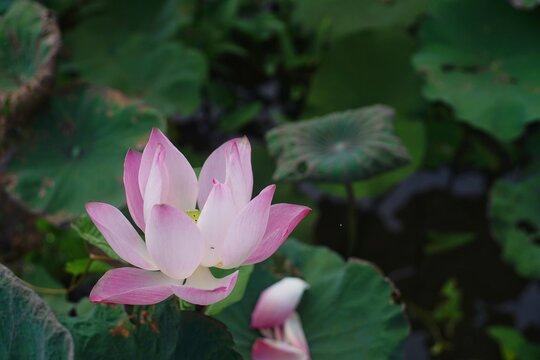 photo of lotus flowers in the pond