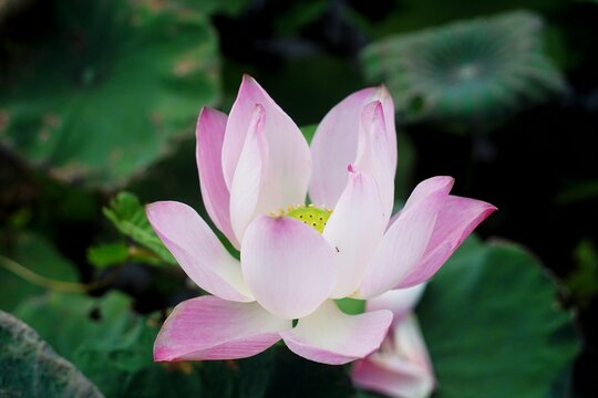 photo of lotus flowers in the pond