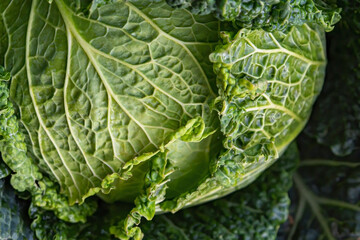 Green Cabbage leaf Head close up