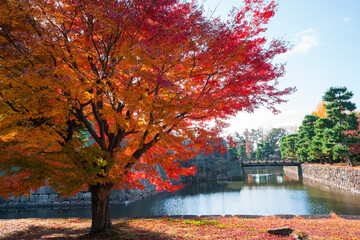 京都　二条城の紅葉