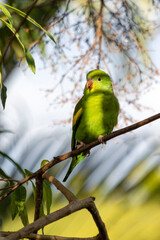 A Plain Parakeet perched on branch in the golden hour. Species Brotogeris tyrica. It is a typical parakeet of the Brazilian Atlantic forest. Birdwatching. birding. Parrot