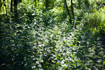 Urtica green grass herb in field with hot sun