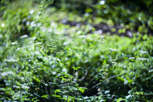 Chaerophyllum green grass herb in field with hot sun