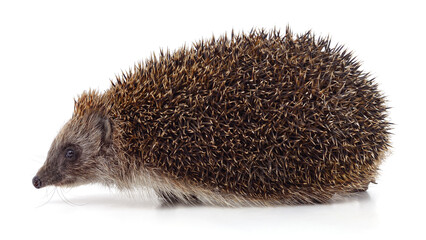 One big brown hedgehog.