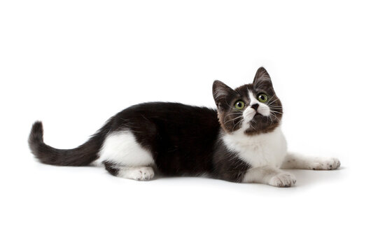 A charming black and white cat lies beautifully on a white background.