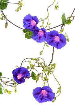 Blue flowers of morning glory.