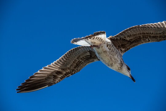seagull flying in blue sky