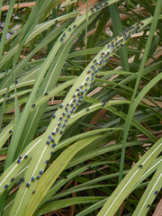 Flies gathering on grass leaves