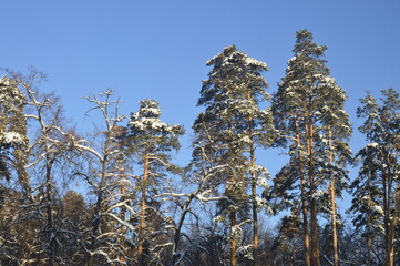 tree in the sky