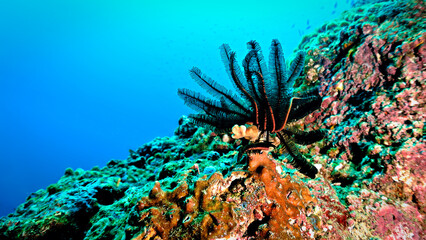 Colorful coral reef