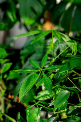 Home jungle. Lots of green houseplants. Plant care.