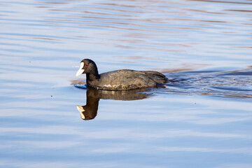 Eurasian coot (Fulica atra) swimming in a pond