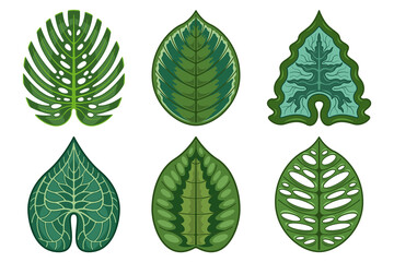 set leaves swiss cheese plant realistic cartoon style isolated white background © Tikofff