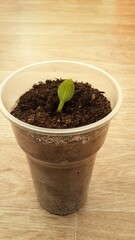 Vegetable marrow zucchini sprout from seed in the plastic cup for beer growing in urbun home conditions