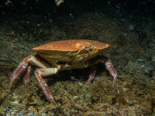 A closeup picture of a Cancer pagurus, also known as edible crab or brown crab. Picture from the Weather Islands, Sweden