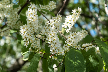 Russia. Kronstadt. May 27, 2020. Fresh young flowers bloomed on the cherry tree.